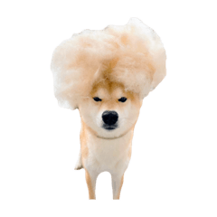 [LINEスタンプ] 柴犬ぽんたスタンプ