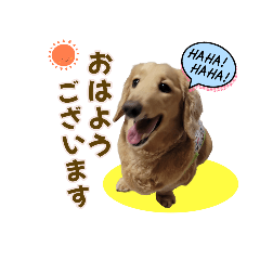 [LINEスタンプ] ハッピーここちゃん