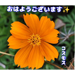 [LINEスタンプ] 真夏の山野草で 日々のご挨拶