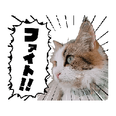 [LINEスタンプ] ラブリーキャットスタンプa 