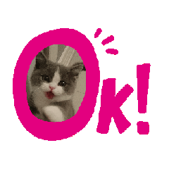 [LINEスタンプ] 動くブリティッシュショートヘアのハチワレ 