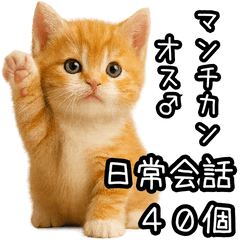 [LINEスタンプ] 子猫マンチカンのオス