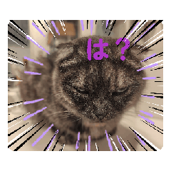 [LINEスタンプ] たぬめき 