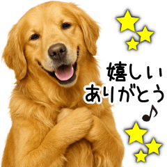 [LINEスタンプ] ゴールデンレトリバー☆ポジティブ即返信