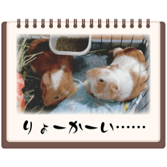 [LINEスタンプ] モルモットが肯定してくれるスタンプ