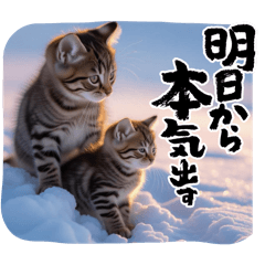 [LINEスタンプ] 可愛い子猫がじゃれるスタンプ