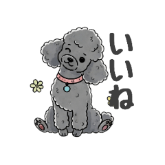 [LINEスタンプ] トイプードル（グレー、シルバー）