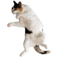 [LINEスタンプ] たつきちの首のあるネコチャン(実写) 2