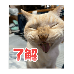 [LINEスタンプ] 猫いっぱいの毎日使えるスタンプ！