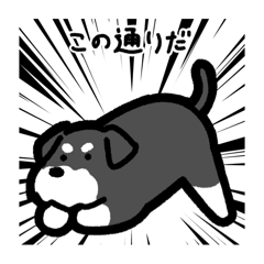 [LINEスタンプ] いつでも使えるシュナウザー（ソルペパ）