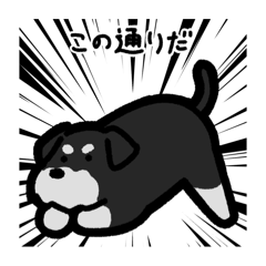 [LINEスタンプ] いつでも使えるシュナウザー（黒灰）