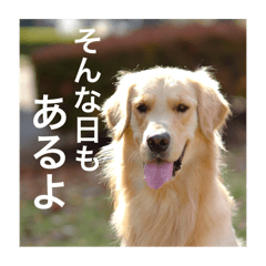 [LINEスタンプ] ゴールデンレトリバーのほんわか日常