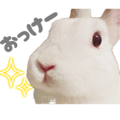[LINEスタンプ] もちさんのたっぷりスタンプ