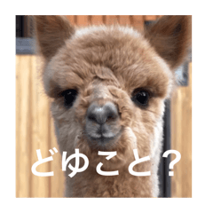 [LINEスタンプ] アルパカちゃん その2