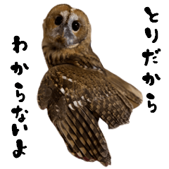 [LINEスタンプ] モリフクロウのテト