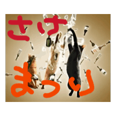 [LINEスタンプ] お酒とネコ好きな日常会話 53