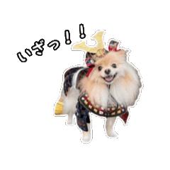 [LINEスタンプ] 動く！ポメラニアンのラテ 