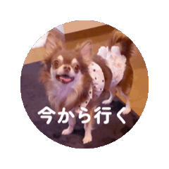 [LINEスタンプ] チョコタンチワワのCOCO.ちゃん 