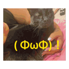 [LINEスタンプ] ねこだらけ…のはず笑