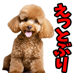 [LINEスタンプ] 徳島阿波弁☆わんこ