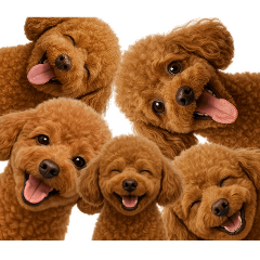 [LINEスタンプ] そのままトイ・プードル