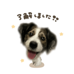[LINEスタンプ] テンちゃん♡mix