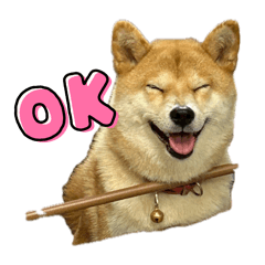 [LINEスタンプ] 高知の柴犬リンちゃん