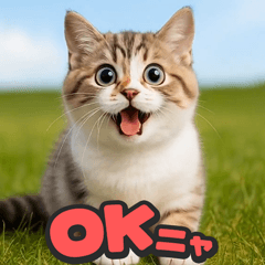 [LINEスタンプ] 飛び出す★リアル猫にズームイン！
