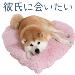 [LINEスタンプ] 毎日使える実写しば犬彼女【かわいい】