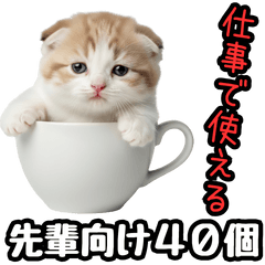 [LINEスタンプ] 先輩に送れるネコスタンプ