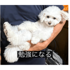 [LINEスタンプ] ルネ（字幕入り）