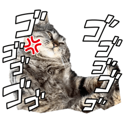 [LINEスタンプ] キジトラ猫のLINEスタンプ