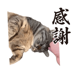 [LINEスタンプ] キジトラ猫のスタンプ プレミアム