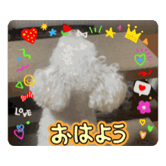 [LINEスタンプ] はっぴぃライト 