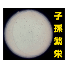 [LINEスタンプ] 顕微鏡の神秘〜日常篇〜 