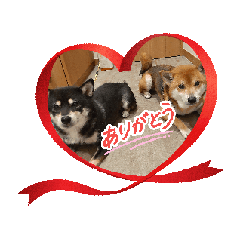[LINEスタンプ] 柴犬コジアサ 