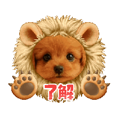 [LINEスタンプ] かわいい トイプードル よく使うあいさつ 
