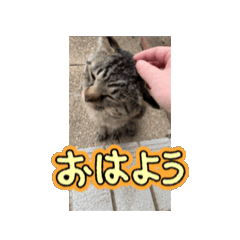 [LINEスタンプ] 猫の動くLINEスタンプ