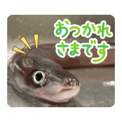 [LINEスタンプ] 生魚！！ 