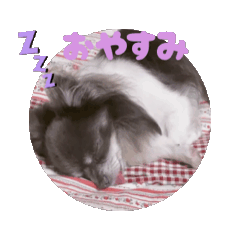 [LINEスタンプ] チワワのだだくん① 