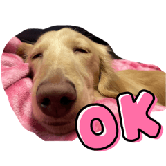 [LINEスタンプ] なっつのいぬスタンプ