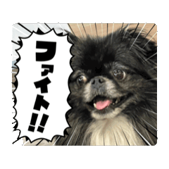 [LINEスタンプ] 坂口さん家のクマちゃん 