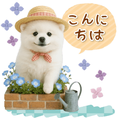 [LINEスタンプ] ⚡飛び出すポメラニアンの「夏」の毎日
