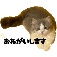 [LINEスタンプ] ぽぺスタンプ