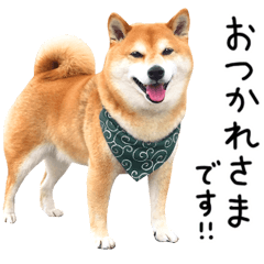 [LINEスタンプ] 柴犬のウィッシュくん ②