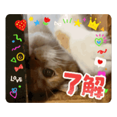 [LINEスタンプ] アムちゃんのスタンプ② 