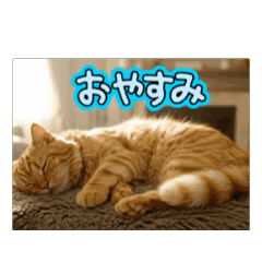 [LINEスタンプ] ネコの動くLINEスタンプ