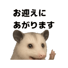 [LINEスタンプ] ポッサムのつぶやきpart2 