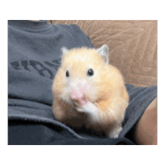 [LINEスタンプ] とびだしハムスター fetchpriority=high
