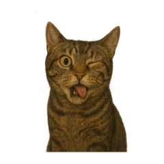 [LINEスタンプ] 表情豊かなキジトラ